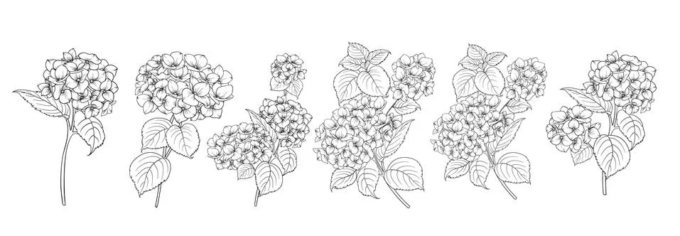Set of differents hydrangeas on white background. Stock Illustration