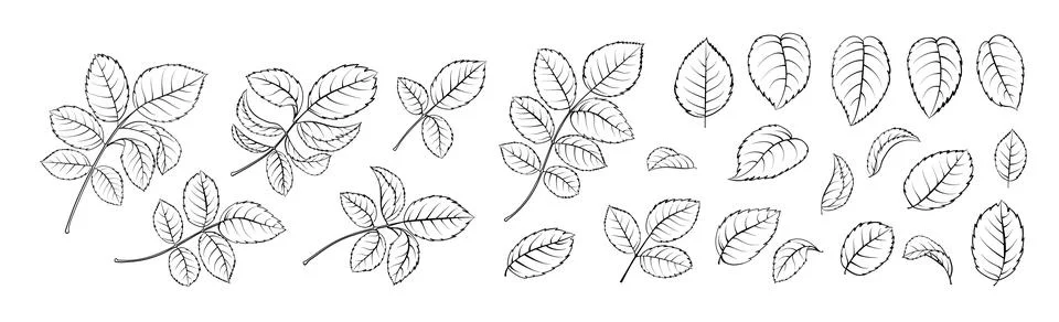 Set of differents leavs tee rose on white background. Hybrid tea rose Stock-Illustration