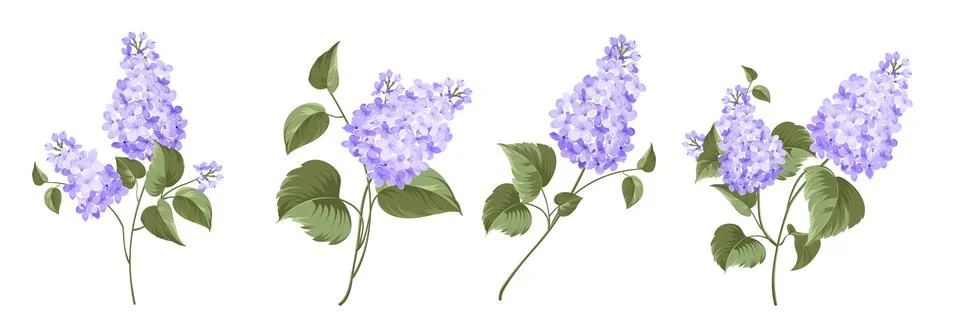 Set of differents lilac on white background. Stock Illustration