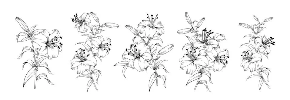 Set of differents lily on white background. Stock Illustration