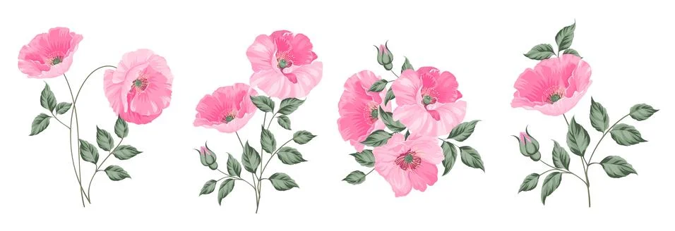 Set of differents peonies on white background. Illustrazione stock