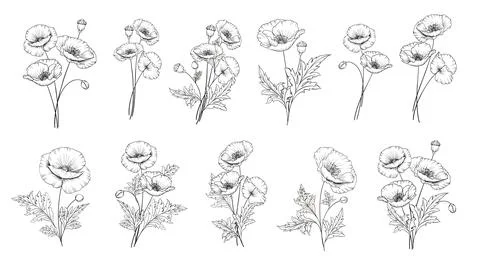 Set of differents poppy on white background. Stock Illustration