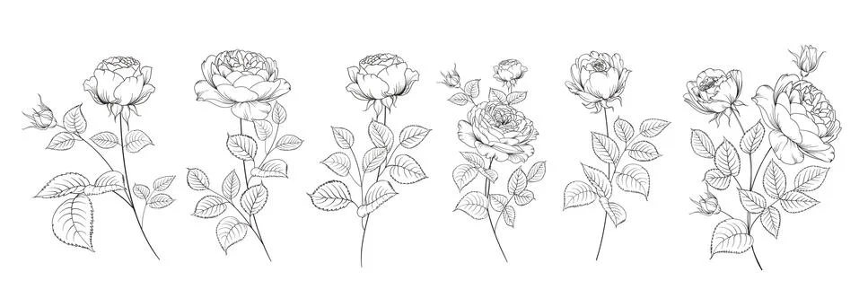 Set of differents roses on white background Stock Illustration