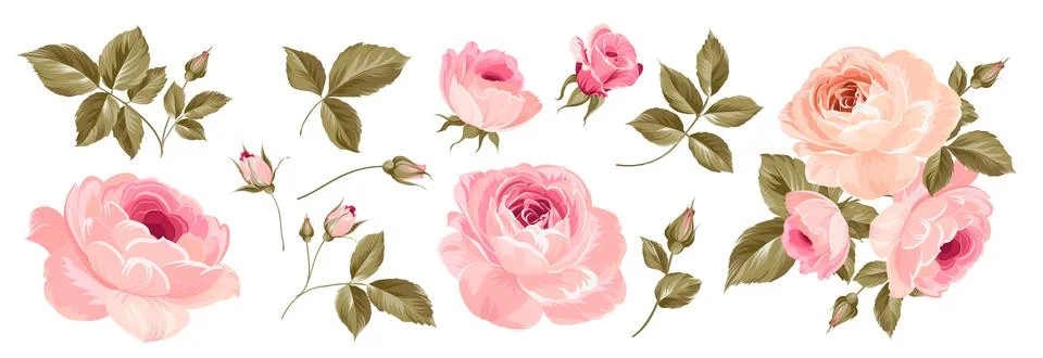 Set of differents roses on white background. Illustrazione stock