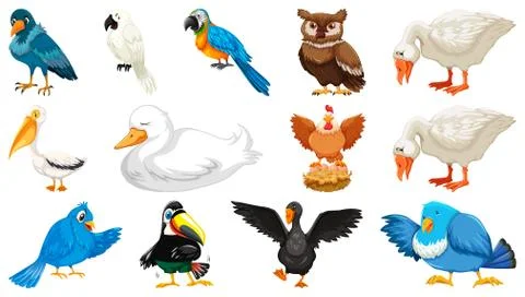 Set of diffrent birds cartoon style isolated on white background イラスト素材