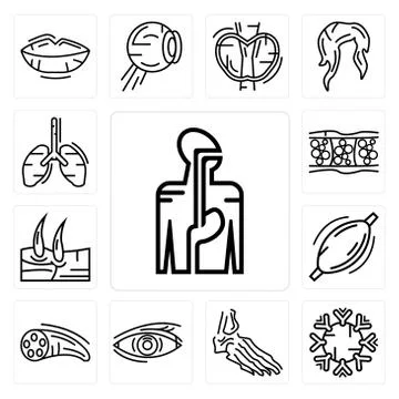 Set of Digestive System, Immune Foot Bones, Human Eye, Muscle Fiber, Muscle,  Illustrazione stock gratuita