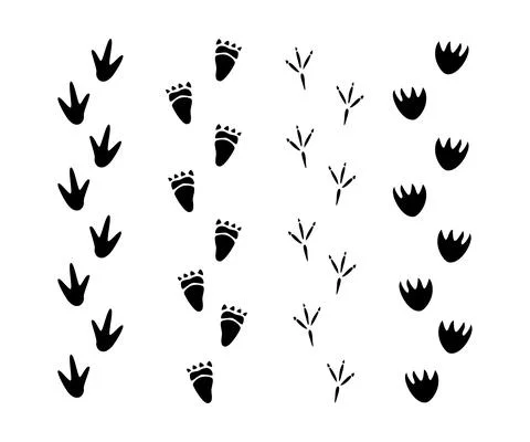 Set of Dinosaur footprint Stock Illustration
