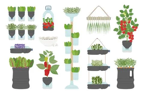 Set of DIY plastic bottle planters with vegetables and greens at home. Vert.. Stock Illustration