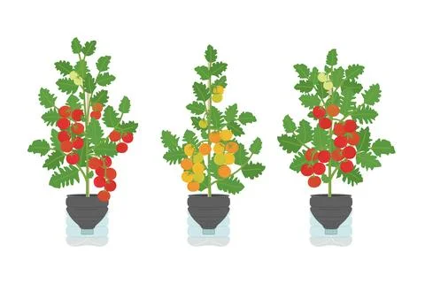 Set of DIY self-watering plastic bottle planters with tomatoes at home. Ver.. Stock Illustration