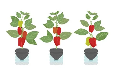 Set of DIY self-watering plastic bottle planters with bell peppers at home... Stock Illustration