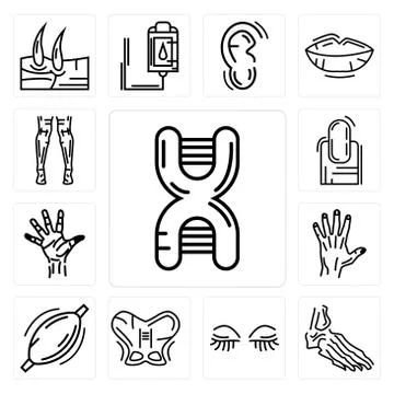 Set of DNA Sequence, Foot Bones, Women Eyelashes, Human Hip, Muscle, Men Hand Free Stock Illustration