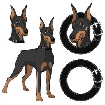Set of Doberman colored illustrations in a collar. Isolated vector objects. Stock Illustration
