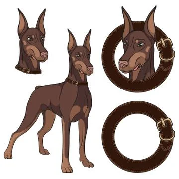 Set of Doberman colored illustrations in a collar. Isolated vector objects. Stock Illustration