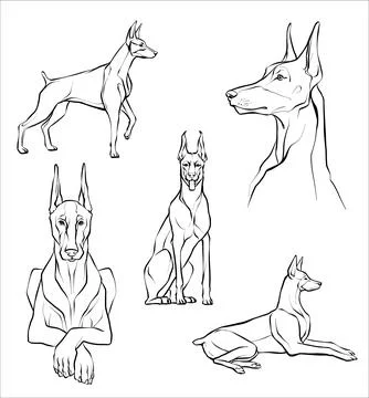 Set. Doberman dog in different poses. Illustration of a black and white sketch. Stock Illustration