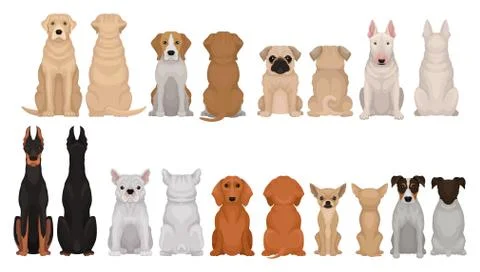 Set of dogs of different breeds, front and back view. Cute domestic animals 스톡 일러스트