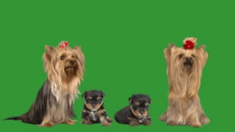 Set of dogs on green screen Stock Footage 310937473