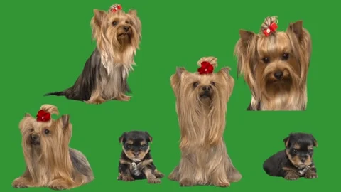 Set of dogs on green screen Stock Footage 310937474