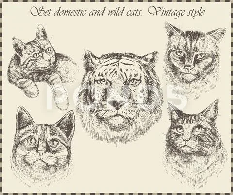 Set domestic and wild cats. Stock Illustration