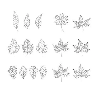 Set of doodle leaves. Vector illustration of design elements for greeting car Stock Illustration