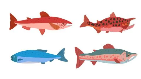 Set of doodle salmon fish in modern original trendy style. Clip art for design Stock Illustration
