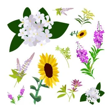 Set of drawing wild flowers Stock Illustration