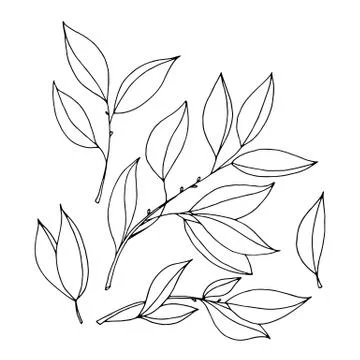 Set of drawn outline leaf isolated on a white background. Stock Illustration