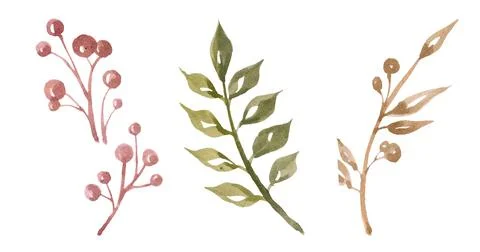 Set of dried branches on white background Stock Illustration