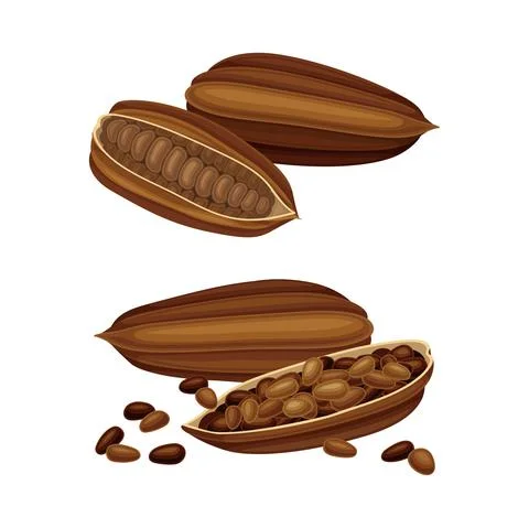 Set of dried cocoa beans. Natural healthy product vector illustration Stock Illustration