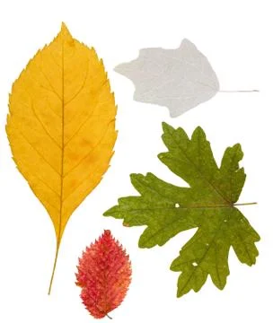 Set of dried leaves of different color for a herbarium. Isolated on white b.. Foto stock