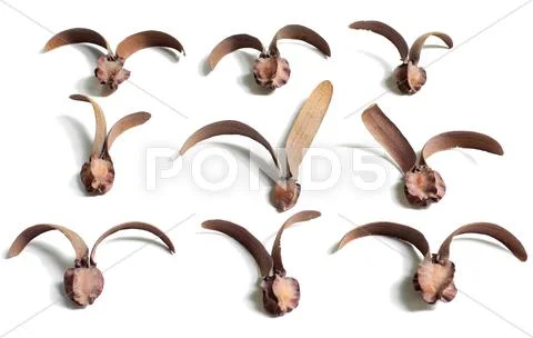 Set of dry dipterocarpus flower isolate on white Stock Photos