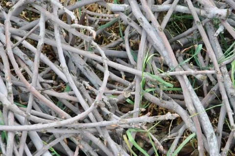 Set of dry roots in circular shapes Stock Photos