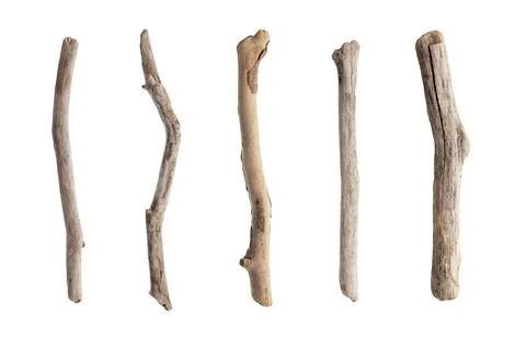 Set of dry tree branch Foto stock