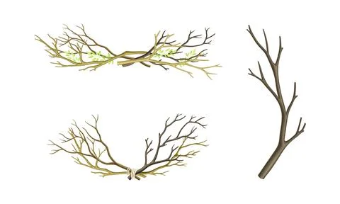 Set of dry tree branches. Bare twigs tied with rope vector illustration Stockillustratie