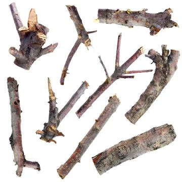 Set of dry tree branches isolated on a white background Stock Photos