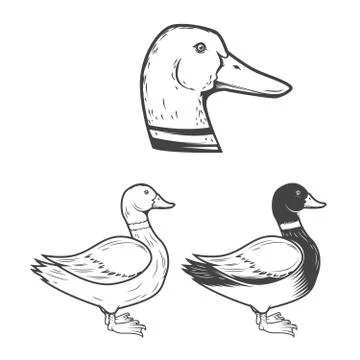 Set of the duck illustrations isolated on white background. Design elements f Stock Illustration