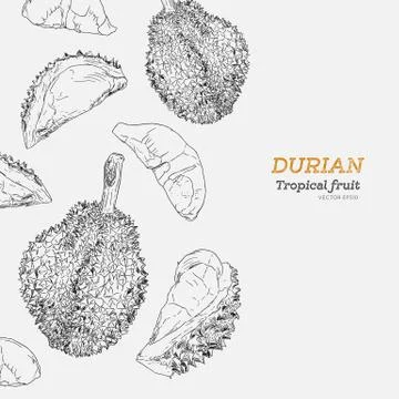 Set of durian , sketch vector. Stock Illustration