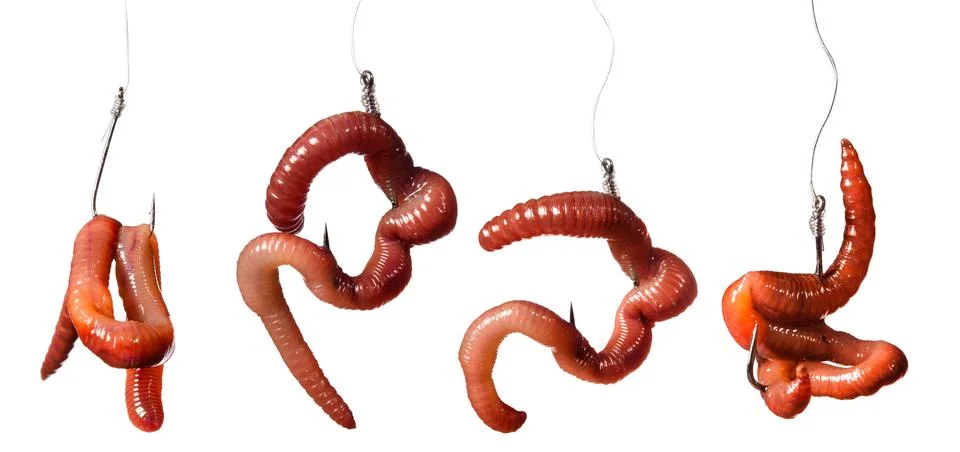 Set earthworms baited on the hook Stock Photos