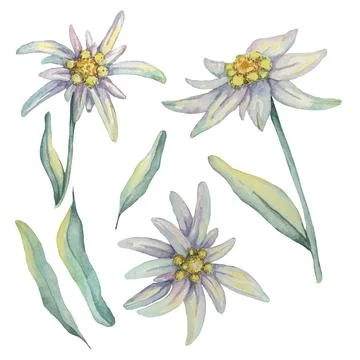Set of edelweiss elements in watercolor 库存插图