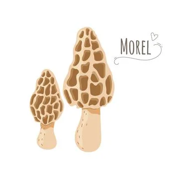 Set of edible mushrooms with elements and titel.Black and white vector illust Illustrazione stock