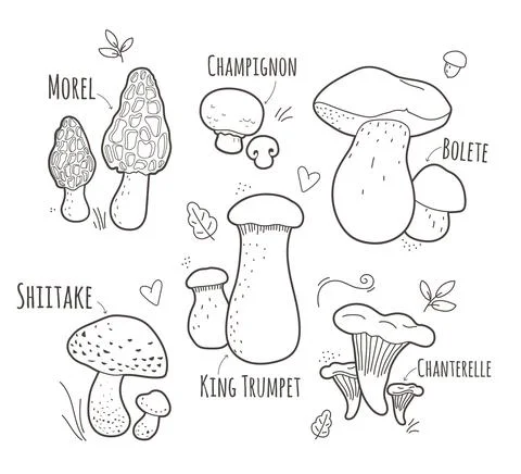 Set of edible mushrooms with elements and titel.Black and white vector illust 스톡 일러스트