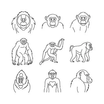 A set of eight black and white line drawings of gorillas and monkeys in var.. Stock Illustration