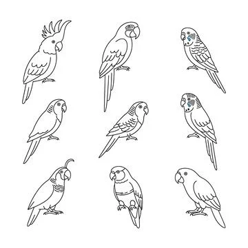 A set of eight different parrot line drawings Illustrazione stock