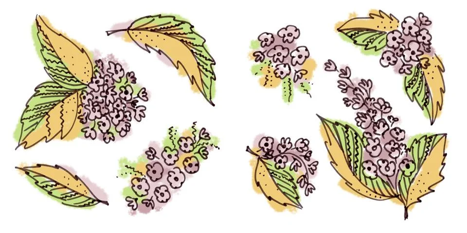 Set of eight Floral elements in the style of line art on a white background Stock Illustration