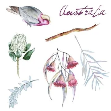 Set with elements of Australian nature. Isolated on a white background. Stock Illustration