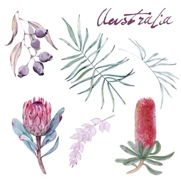 Set with elements of Australian nature. Isolated on a white background. Stock Illustration