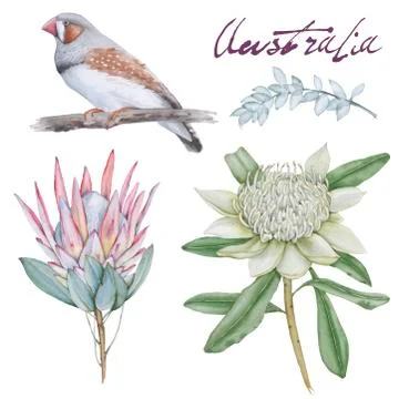 Set with elements of Australian nature. Isolated on a white background. Stock Illustration