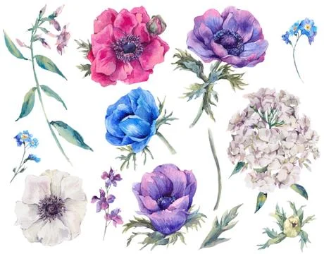 Set elements of blooming anemones Stock Illustration