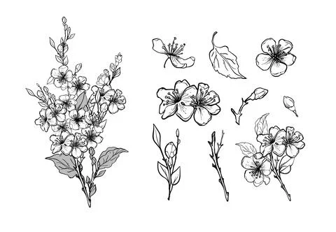 Set of elements of a blossoming branch of sakura, apple tree, peach. Realistic Stock Illustration