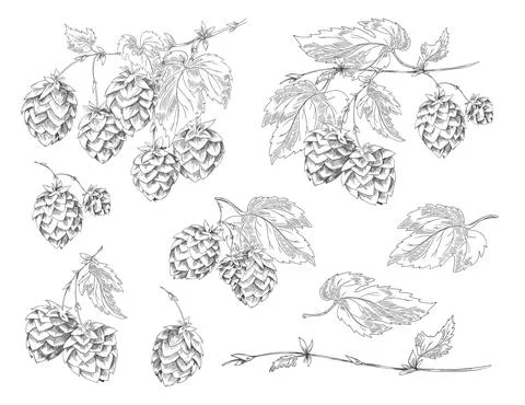Set of elements with flowers, cones and hop leaves for design of label or poster Stock Illustration