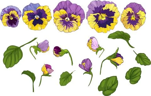 Set elements, pansy viola, yellow and purple flowers green leaves. Stock Illustration
